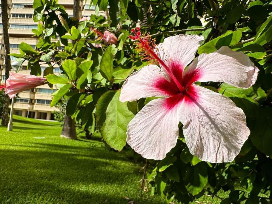 Apto. Tobago, Vistas Y Urbanizacion De Ensueno El Campello Ngoại thất bức ảnh
